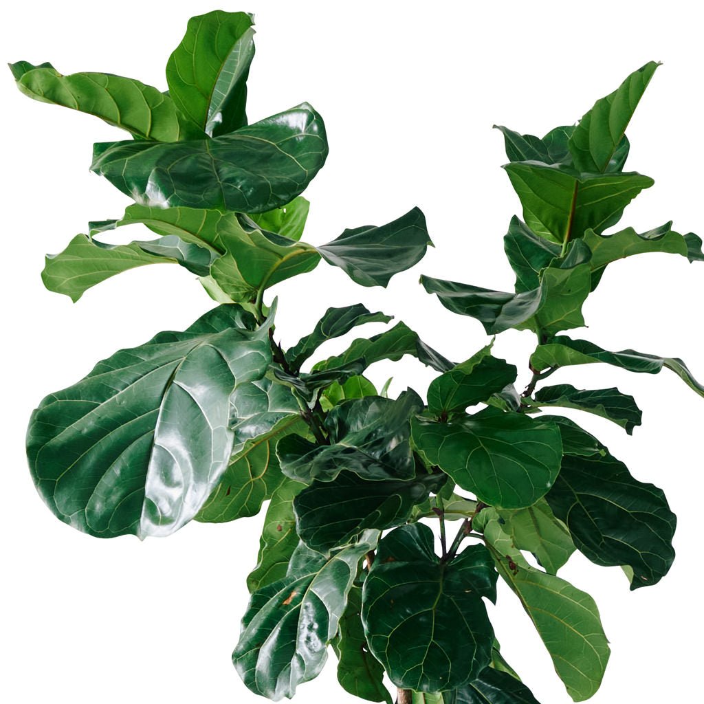 Fiddle Leaf Fig Tree Potted In Lechuza Cubico 40 - White - My City Plants