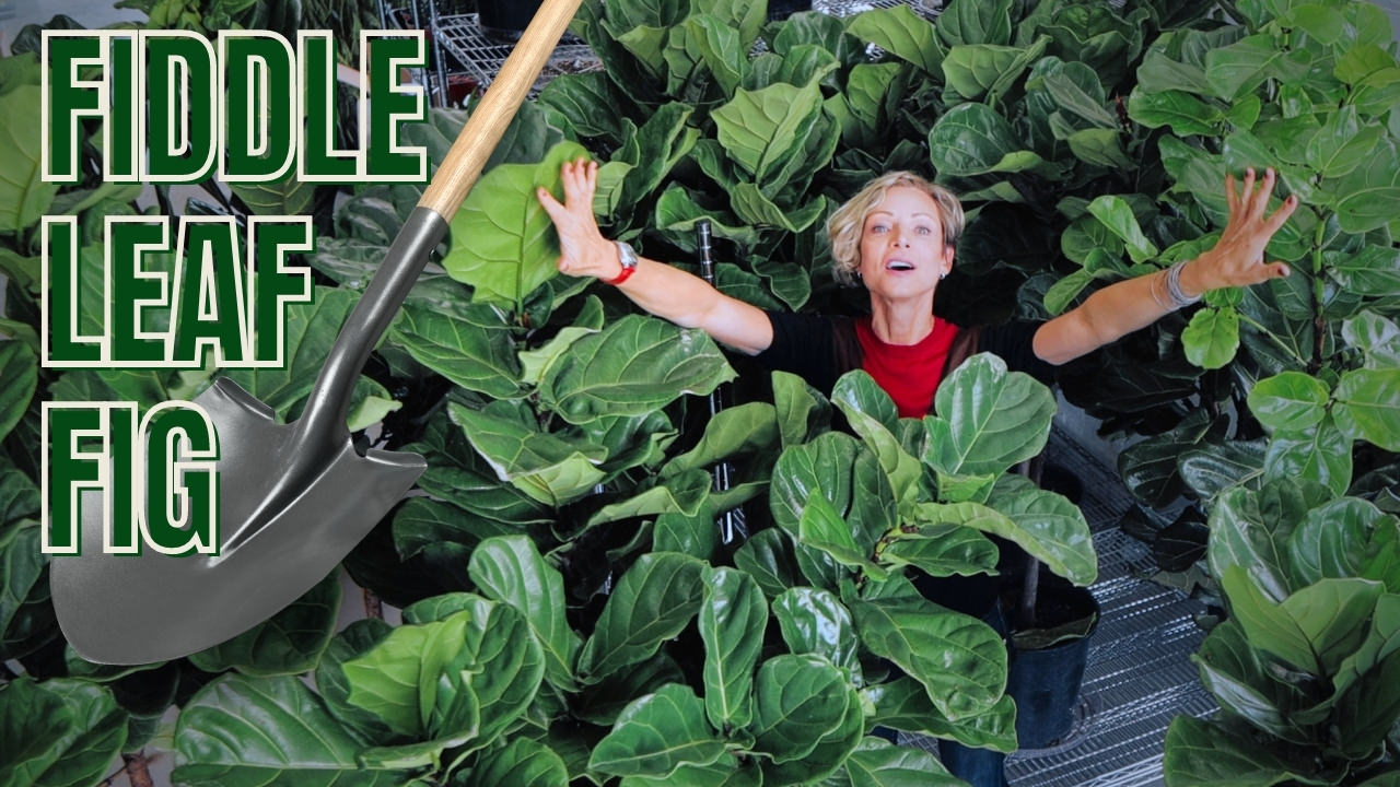 Repotting of Fiddle Leaf Fig and plant care tips