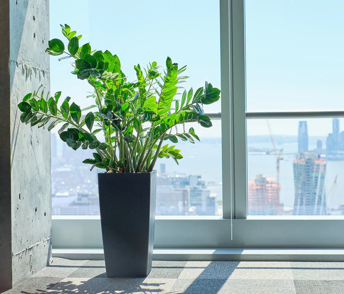 How To Choose The Right Plants For Your Office + Care Tips - My City Plants