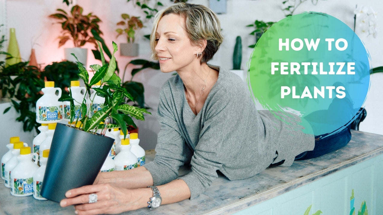how to fertilize indoor plants