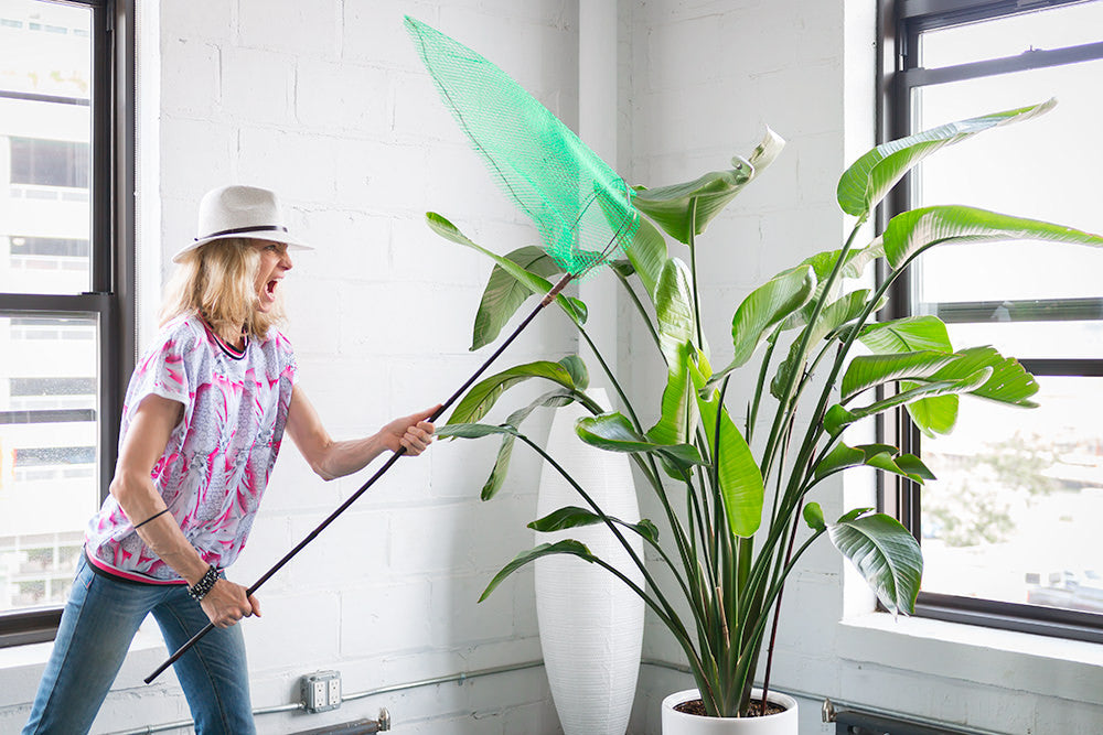 HOW TO GET RID OF GNATS IN POTTED PLANTS