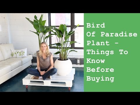 Bird of Paradise Plant In 10" Nursery Pot