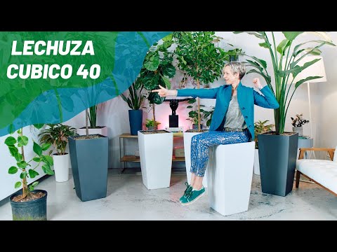 Ficus Moclame Potted In Lechuza Cubico 40 Planter - White