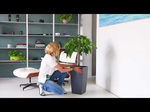 Money Tree Potted In Lechuza Cubico 30 Planter - Slate