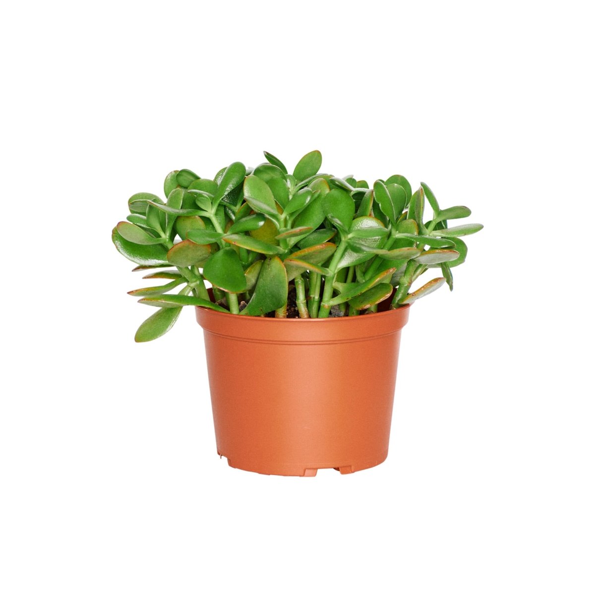 Jade Plant In 6" Nursery Pot - My City Plants