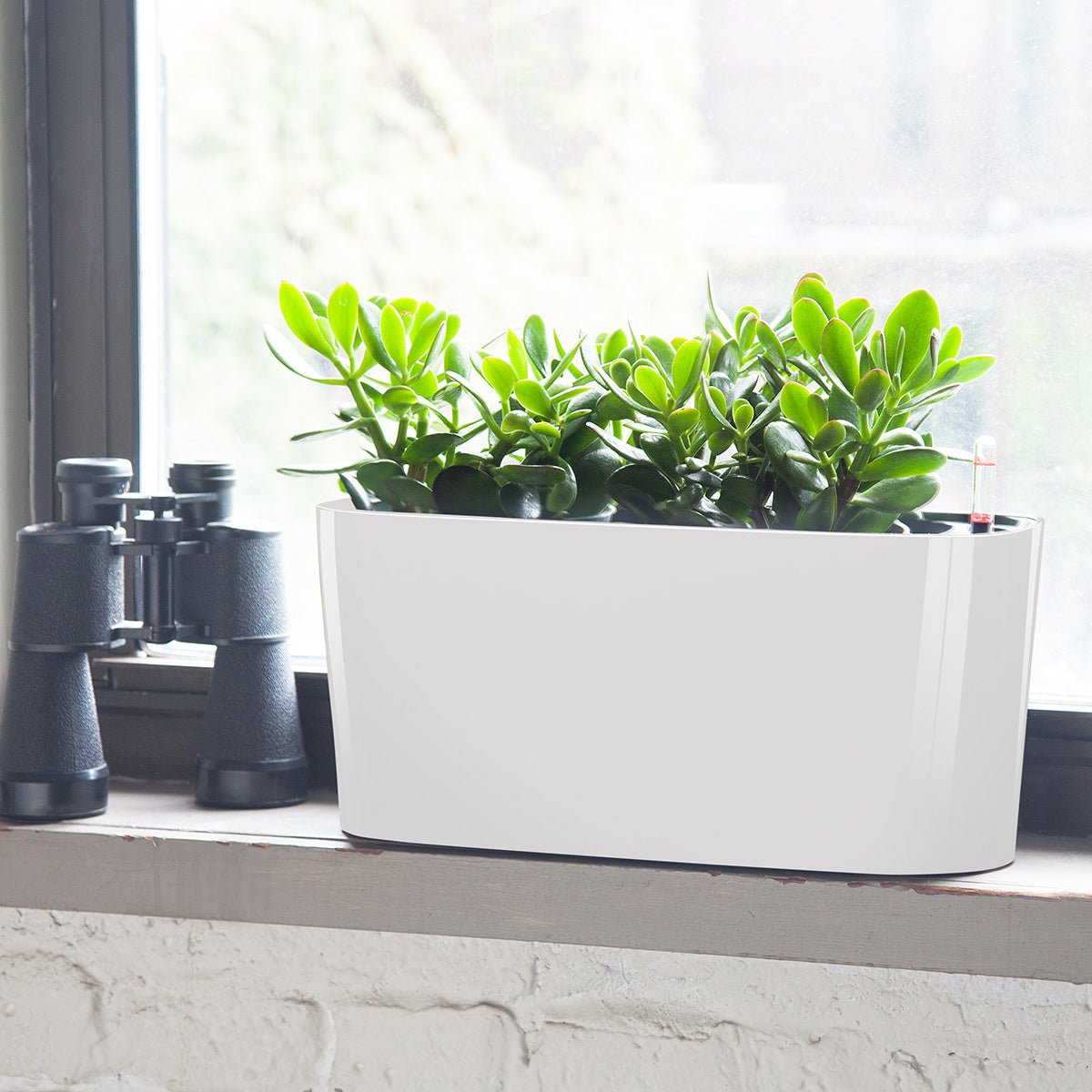 Jade Plant Potted In Lechuza Windowsill Planter - White - My City Plants