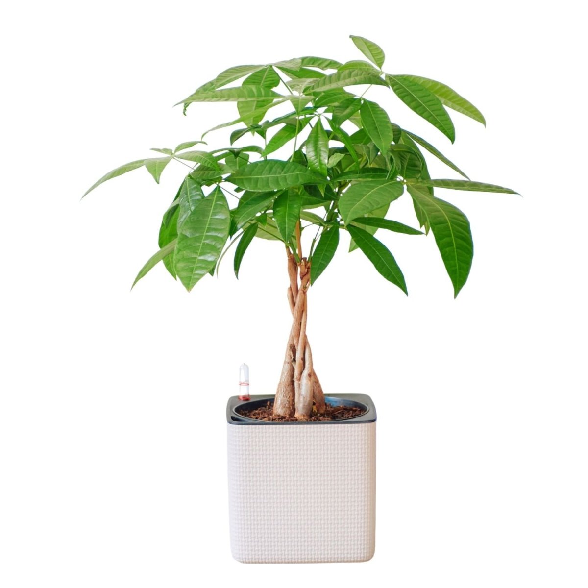 Money Tree Placed In Lechuza Cube 16 Planter - Sand Brown - My City Plants