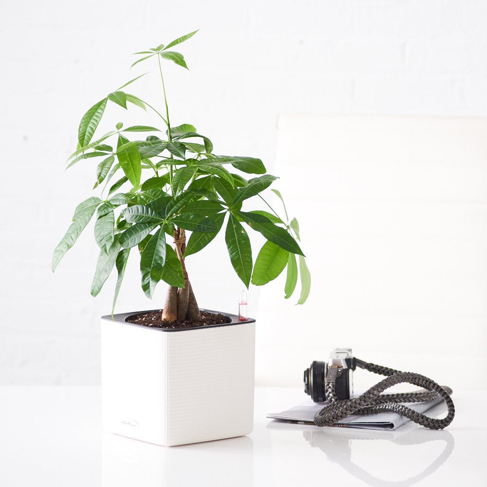 Money Tree Placed In Lechuza Cube 16 Planter - White - My City Plants
