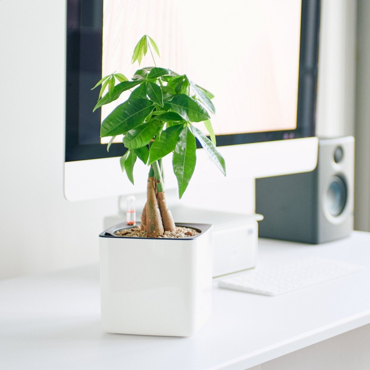 Money Tree Placed In Lechuza Cube Glossy 14 Planter - White - My City Plants