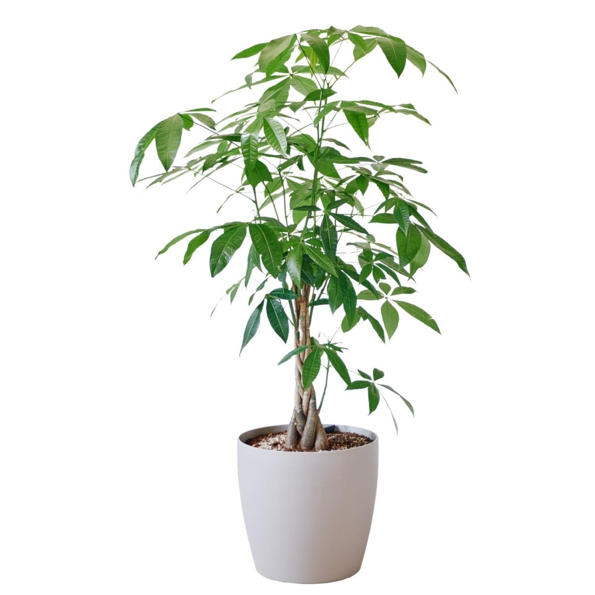 Money Tree Potted In Lechuza Classico Trend Planter - Sand Brown - My City Plants