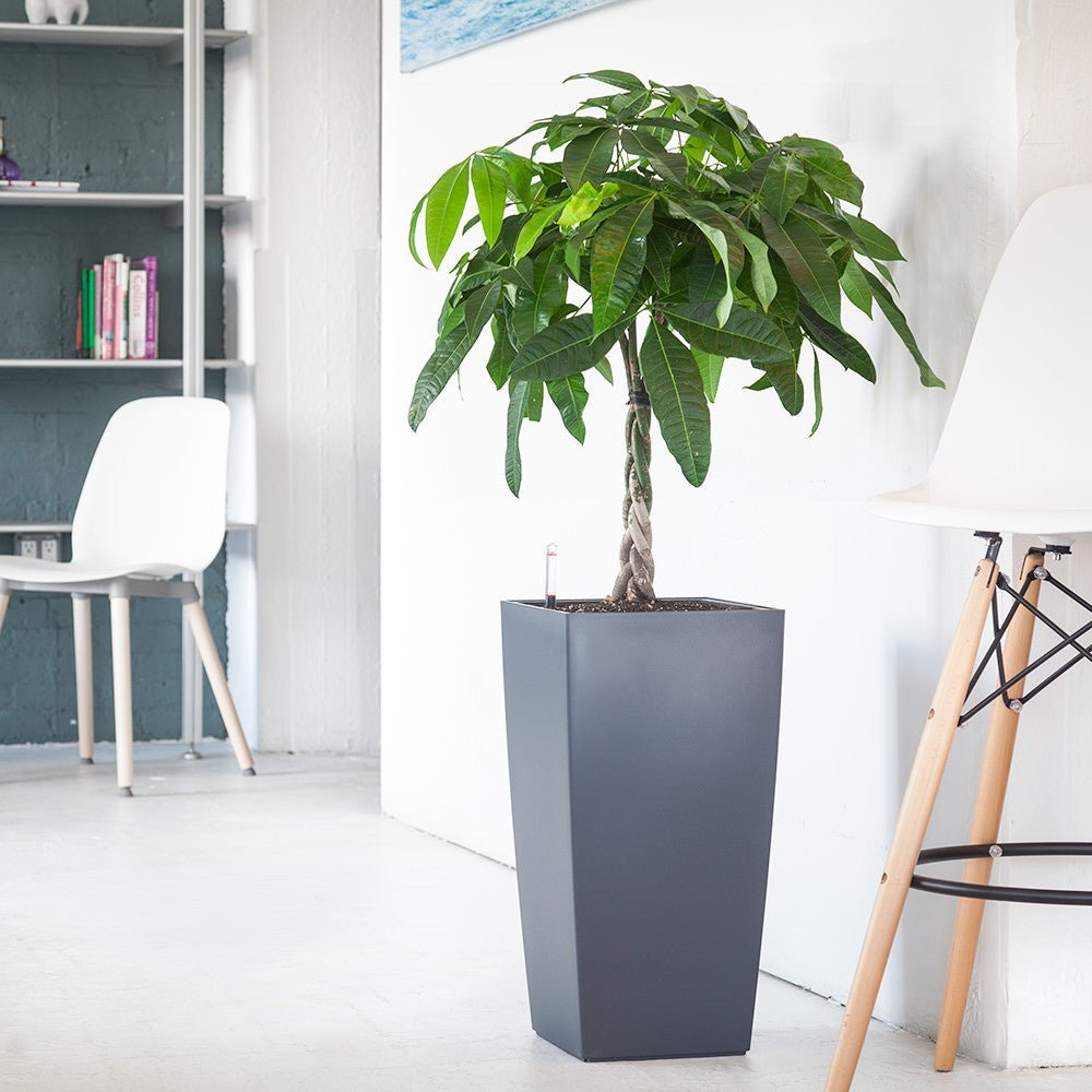 Money Tree Potted In Lechuza Cubico 30 Planter - Slate - My City Plants