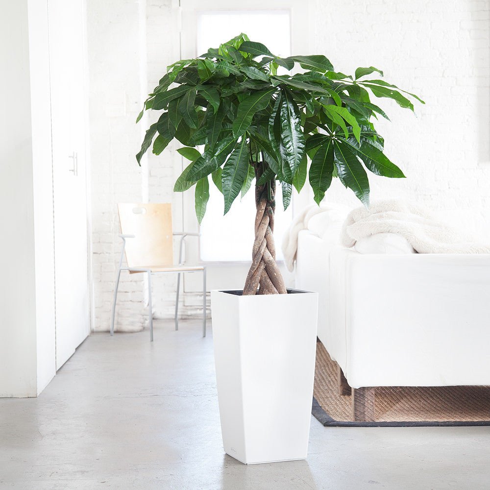 Money Tree Potted In Lechuza Cubico 30 Planter - White - My City Plants