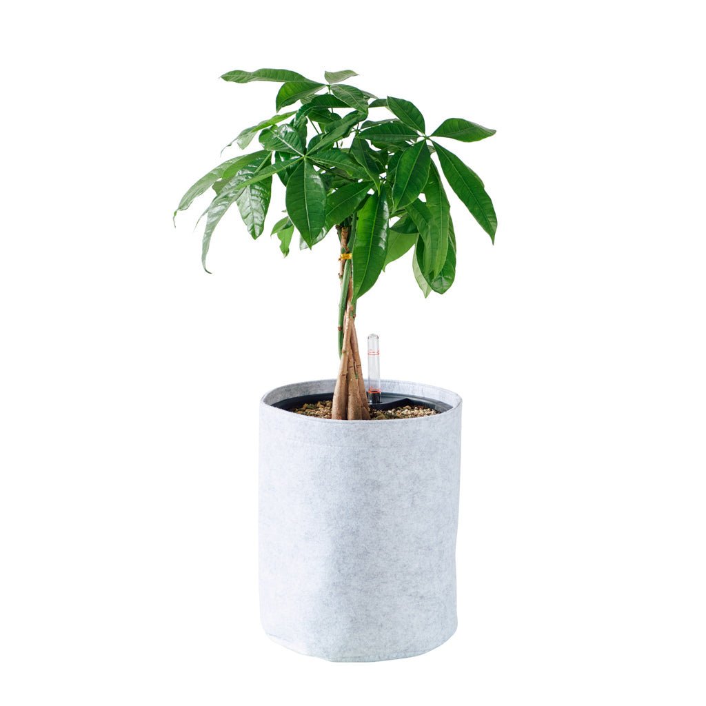 Money Tree Potted In Lechuza Trendcover 23 Planter - Light Gray - My City Plants