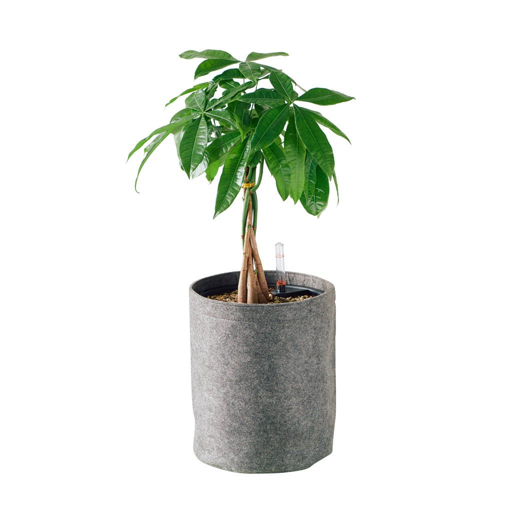 Money Tree Potted In Trendcover 23 Planter - Dark Gray - My City Plants