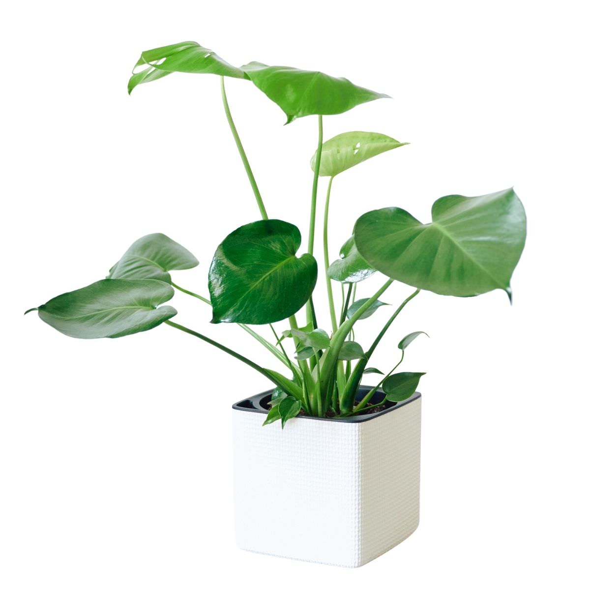 Monstera Deliciosa Placed In Lechuza Cube 16 Planter - White - My City Plants