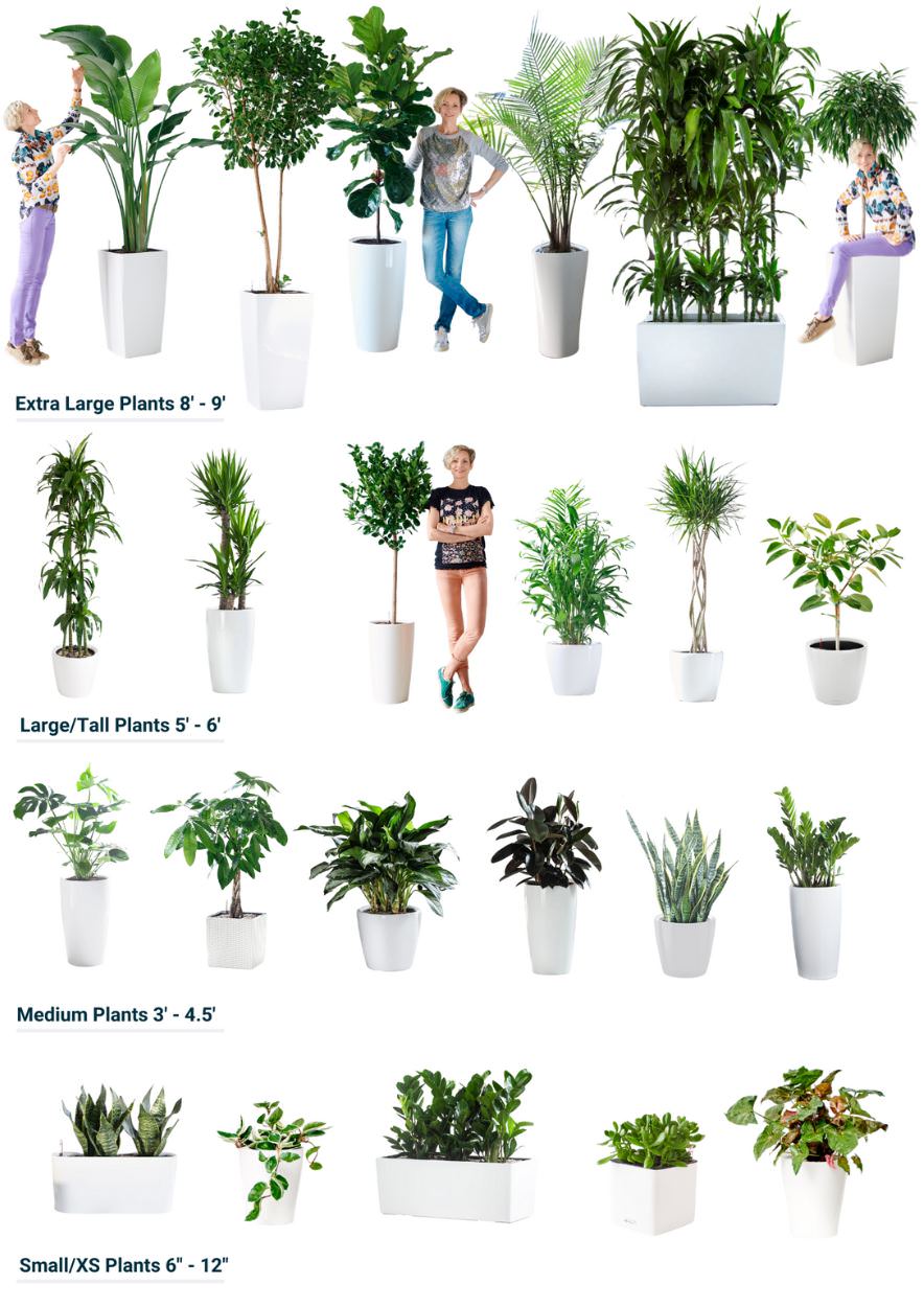 Plant size examples