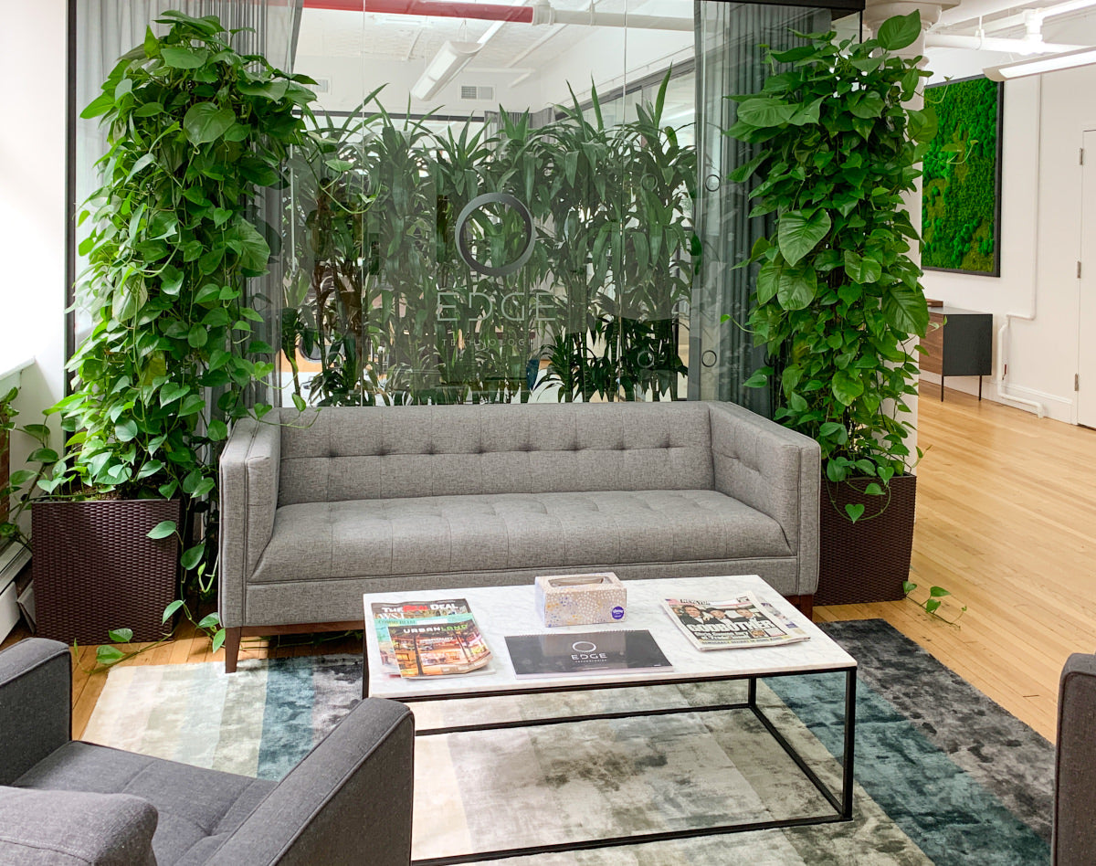 Office Plant Guide - My City Plants - New York