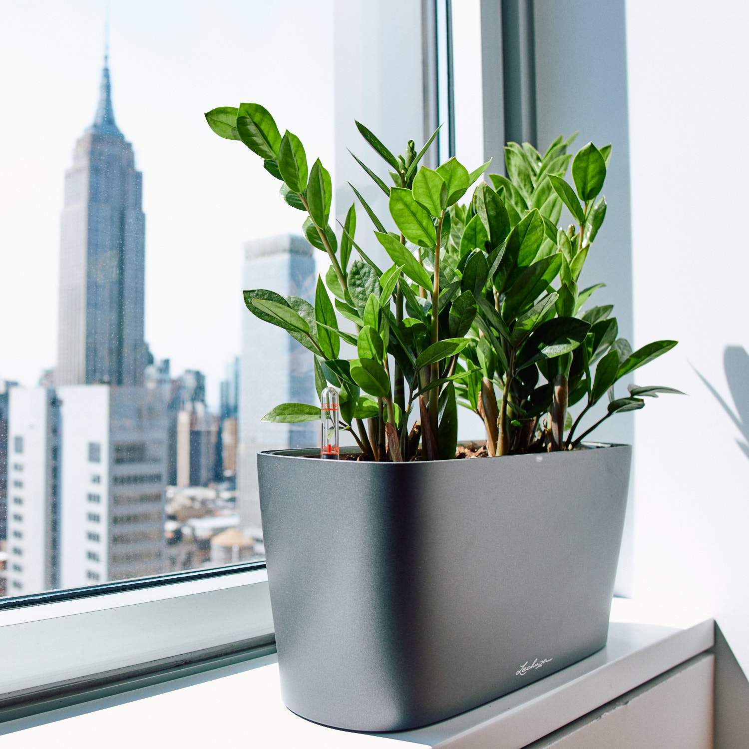 Office plant delivery NYC - office plant care