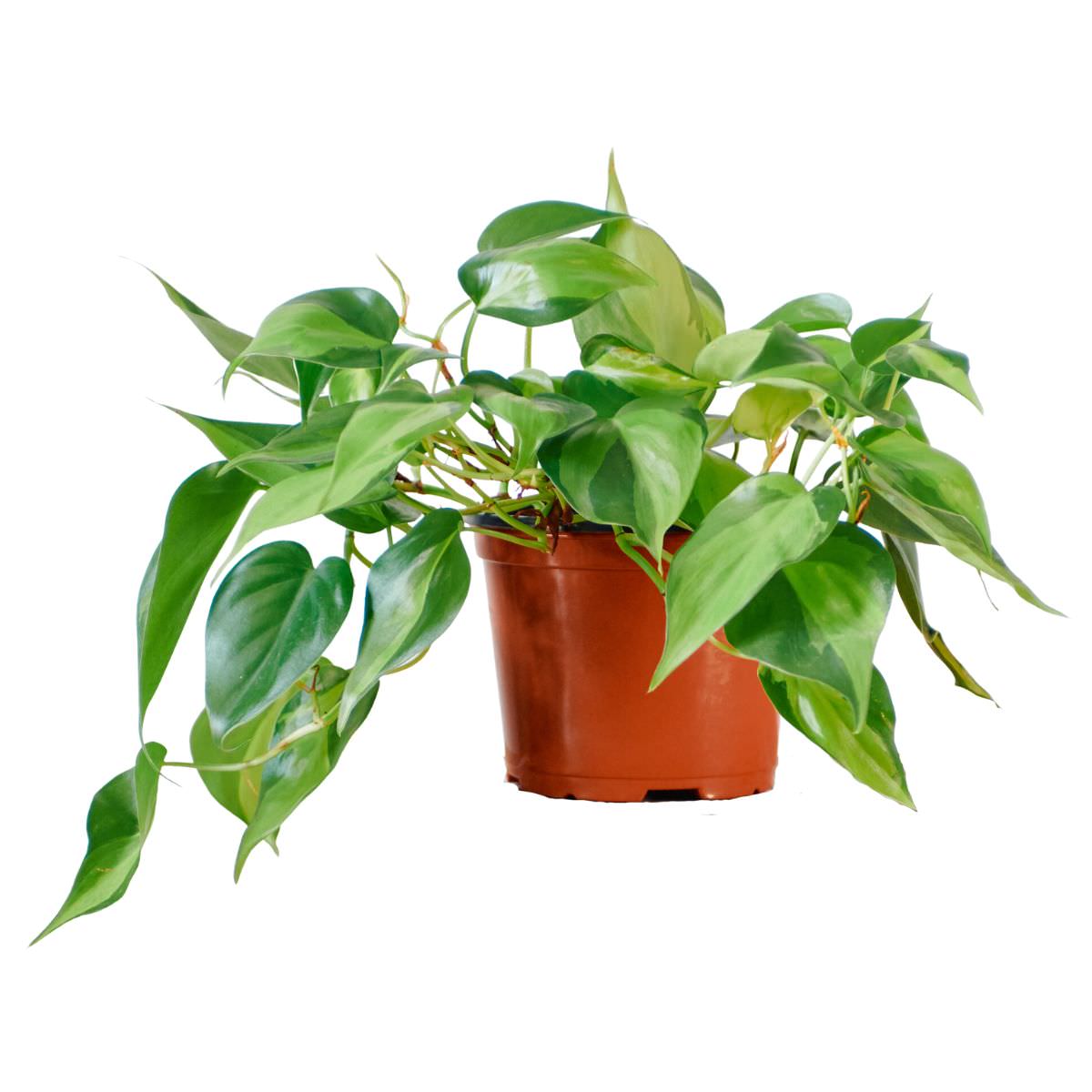 Philodendron Brasil In 6&quot; Nursery Pot - My City Plants