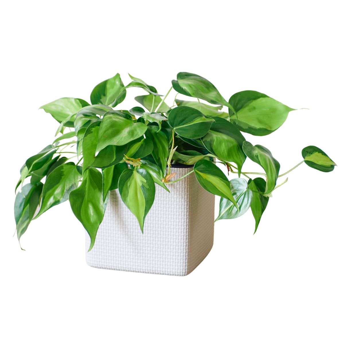 Philodendron Brasil Placed In Lechuza Cube 16 planter - Sand Brown - My City Plants