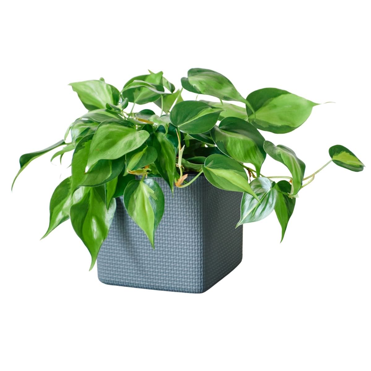 Philodendron Brasil Placed In Lechuza Cube 16 planter - Slate - My City Plants