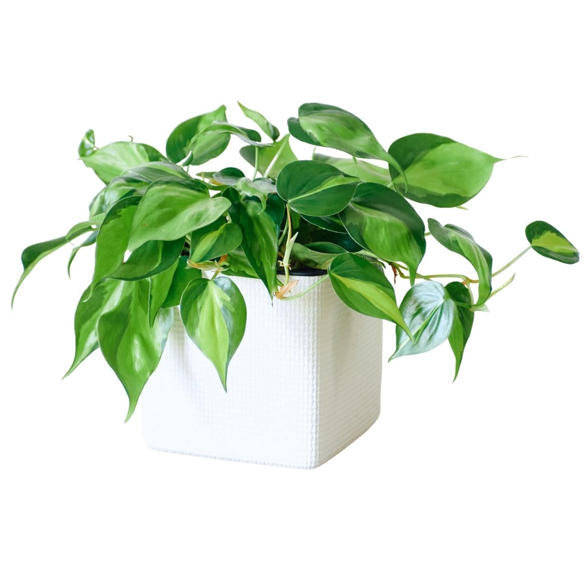Philodendron Brasil Placed In Lechuza Cube 16 planter - White - My City Plants