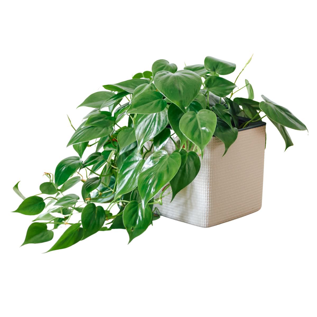 Philodendron Cordatum Placed In Lechuza Cube 16 planter - Sand Brown - My City Plants