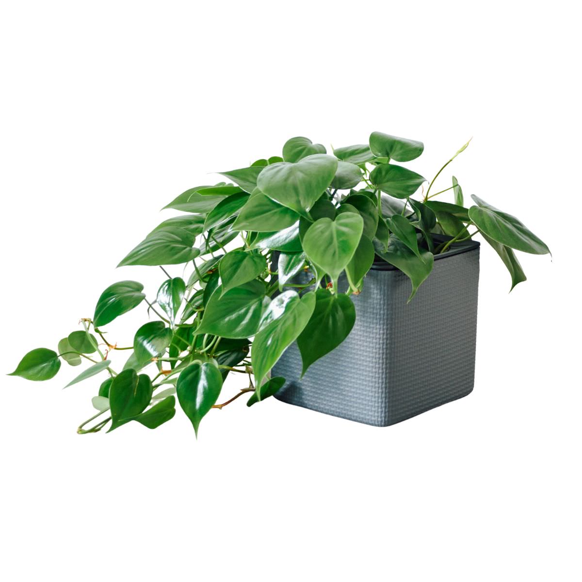 Philodendron Cordatum Placed In Lechuza Cube 16 planter - Slate - My City Plants