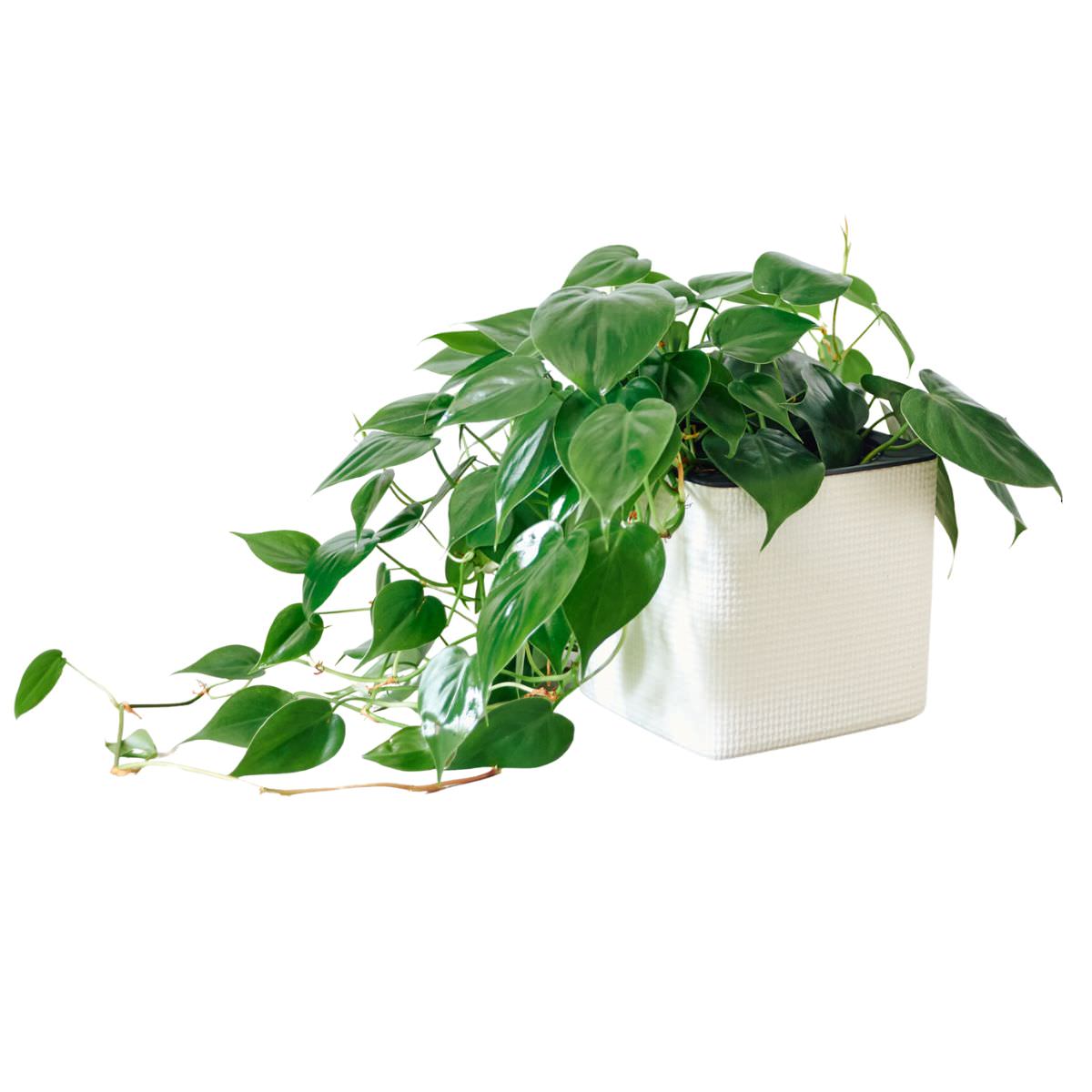 Philodendron Cordatum Placed In Lechuza Cube 16 planter - White - My City Plants