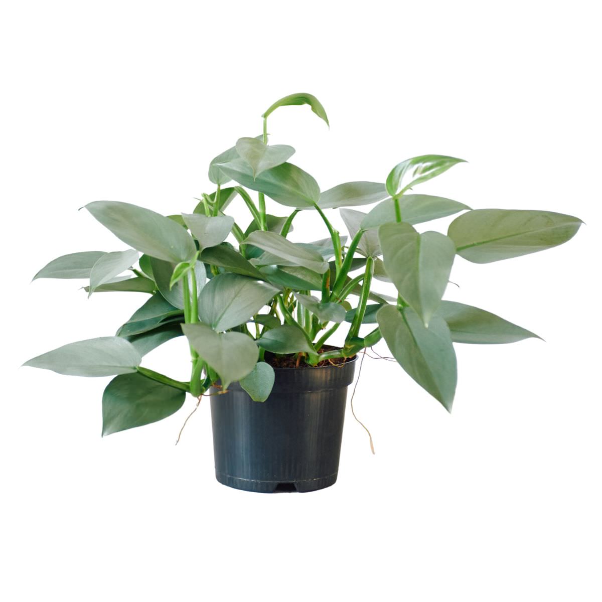 Philodendron Silver Sword In 6" Nursery Pot - My City Plants