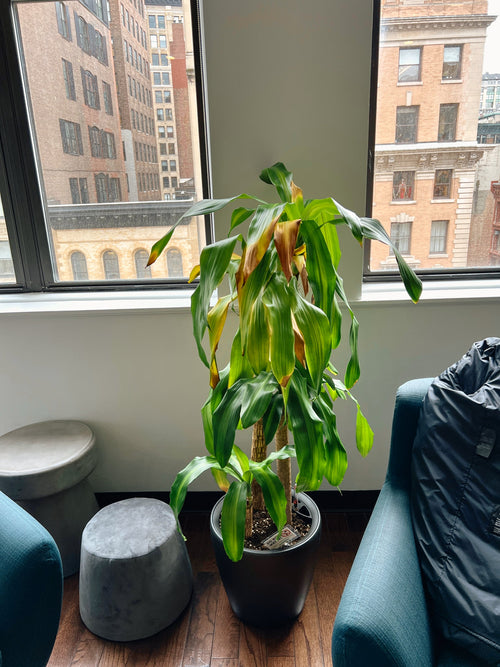 Corn plant with yellow and brown leaves