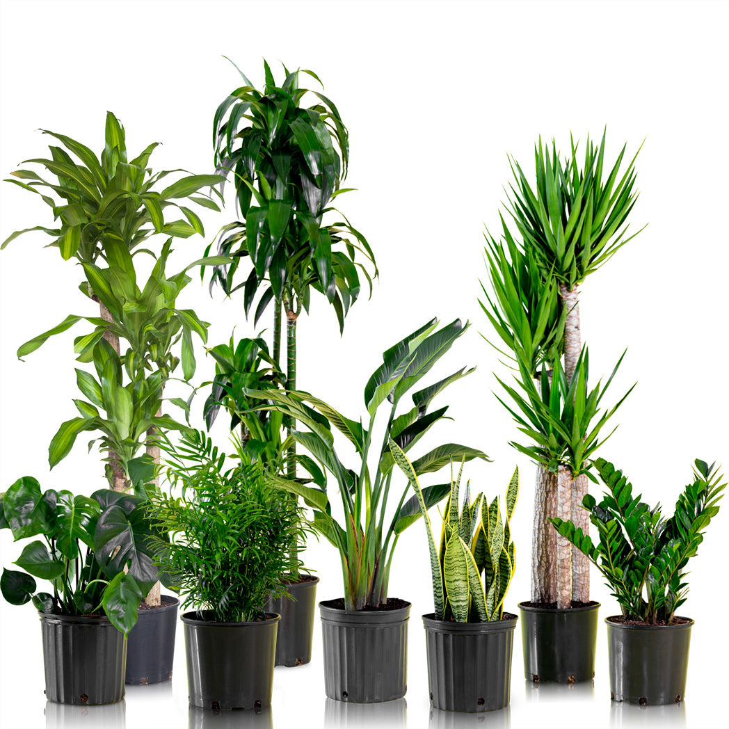 Plants in nursery pots - houseplant delivery in New York - shop online - Plant Shop NYC