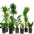 Plants in nursery pots - houseplant delivery in New York - shop online - Plant Shop NYC