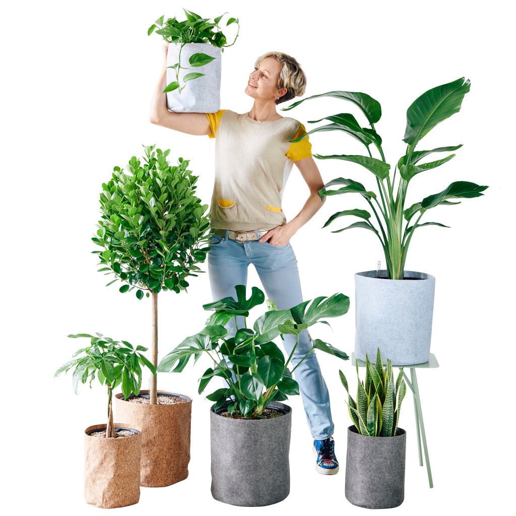 Plants In Self-watering Planters - My City Plants