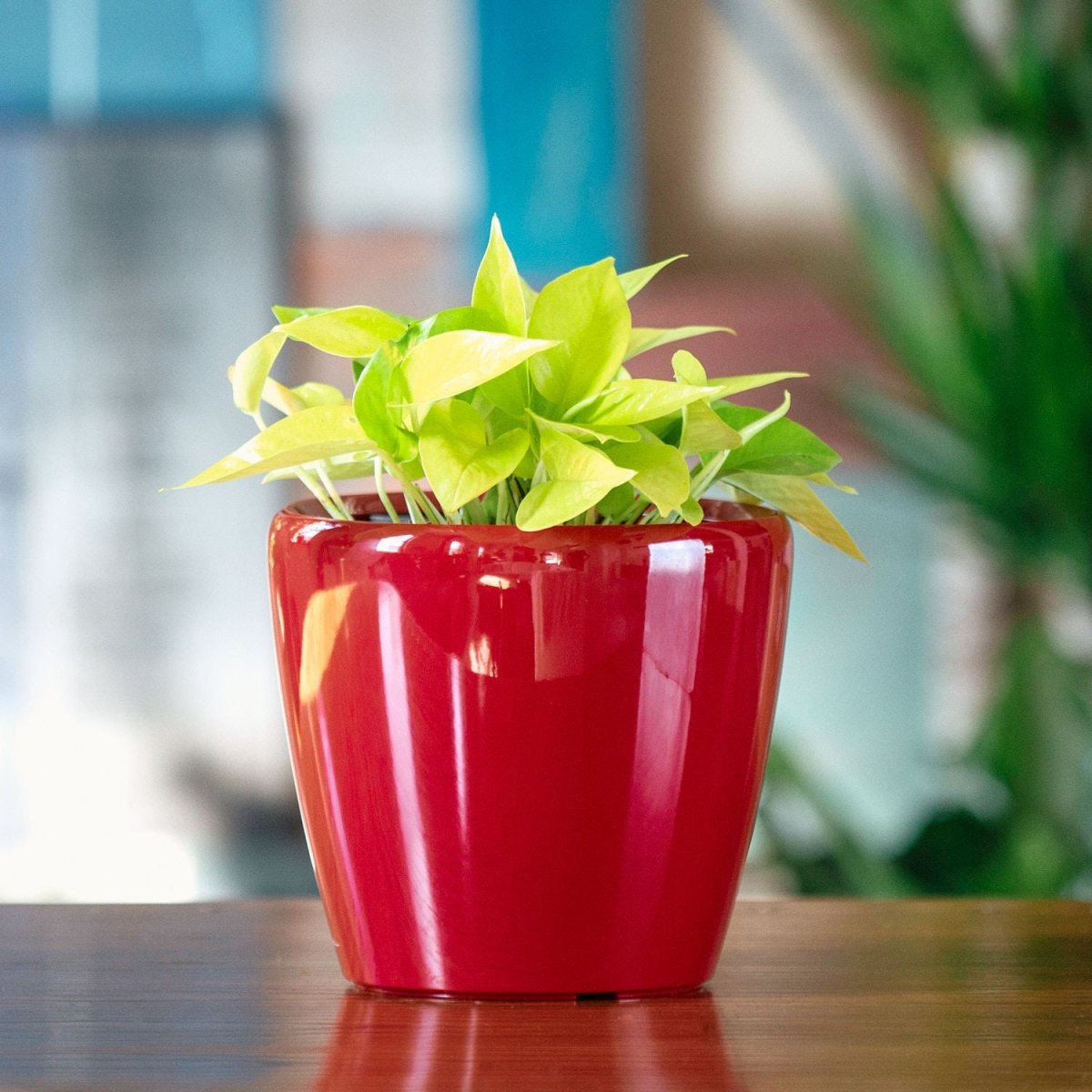 Pothos Neon Classico Mini - Red - My City Plants