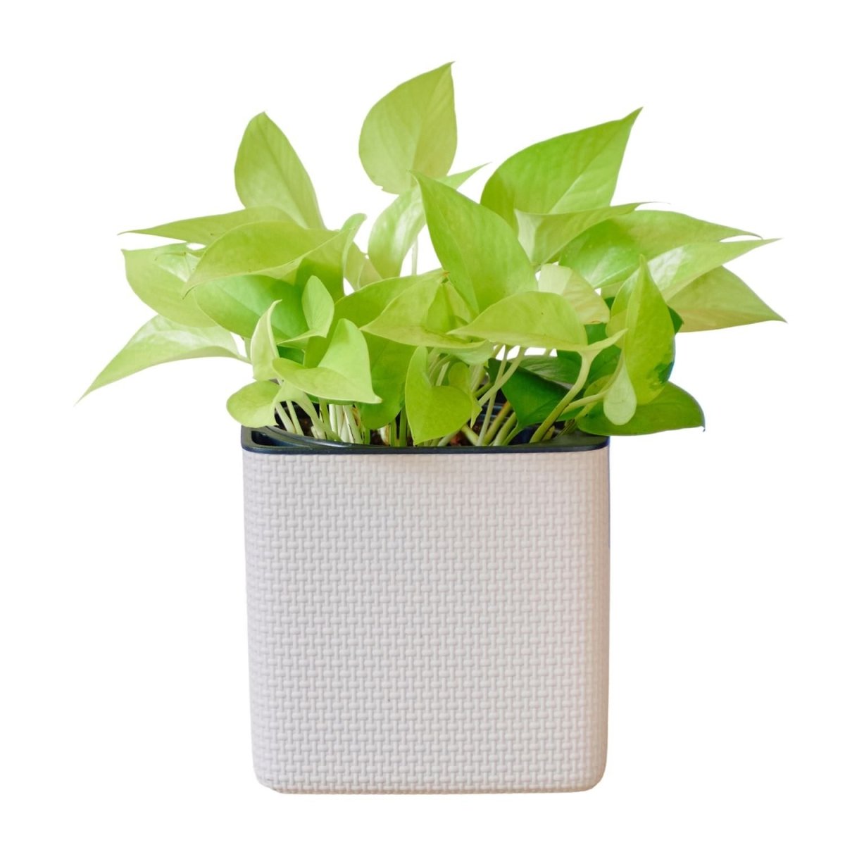 Pothos Neon Placed In Lechuza Cube 16 Planter - Sand Brown - My City Plants