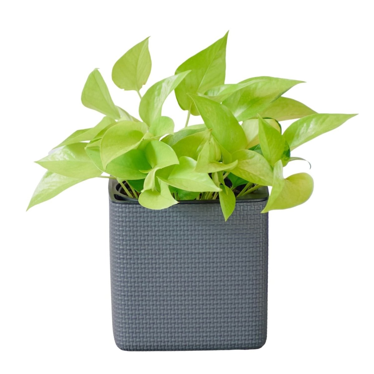 Pothos Neon Placed In Lechuza Cube 16 Planter - Slate - My City Plants