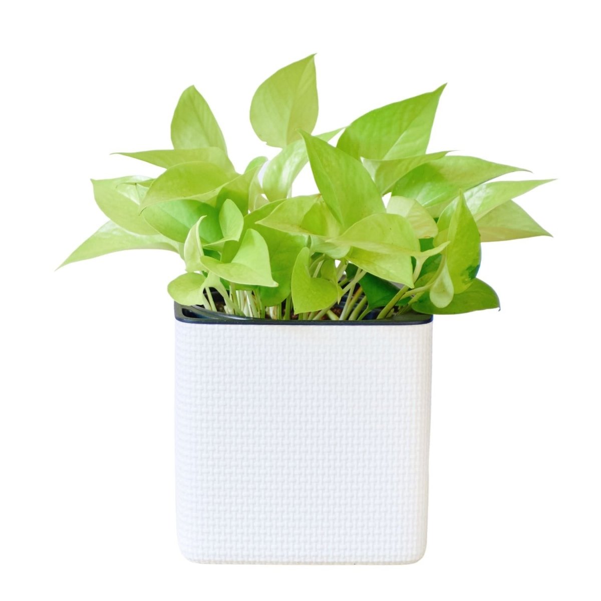 Pothos Neon Placed In Lechuza Cube 16 Planter - White - My City Plants