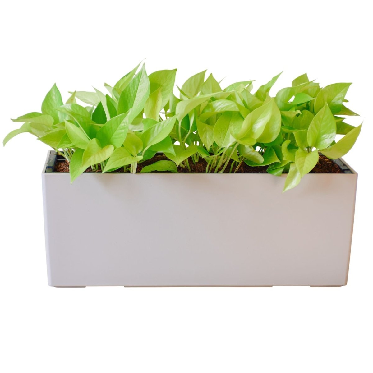 Pothos Neon Potted In Lechuza Balconera Planter - Sand Brown - My City Plants