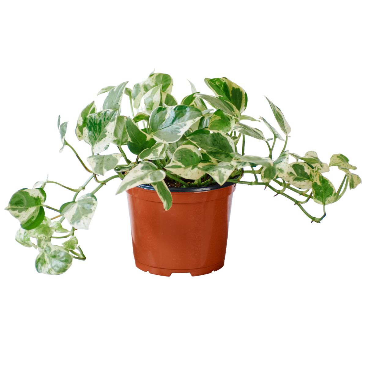 Pothos Pearls And Jade In 6&quot; Nursery Pot - My City Plants