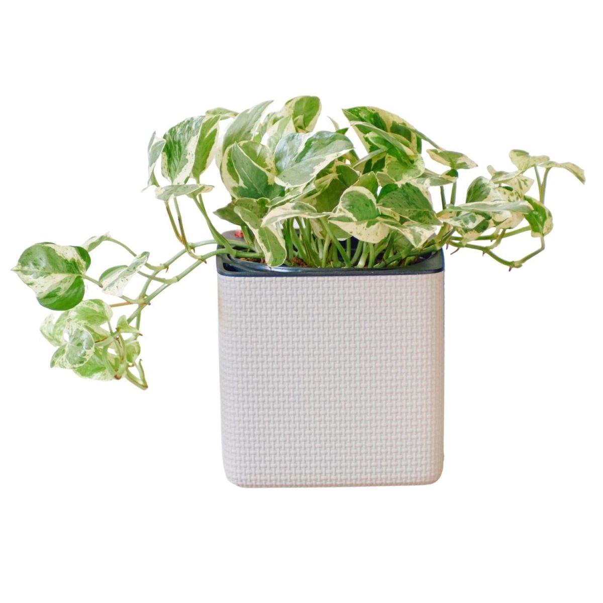 Pothos Pearls And Jade Placed In Lechuza Cube 16 Planter - Sand Brown - My City Plants