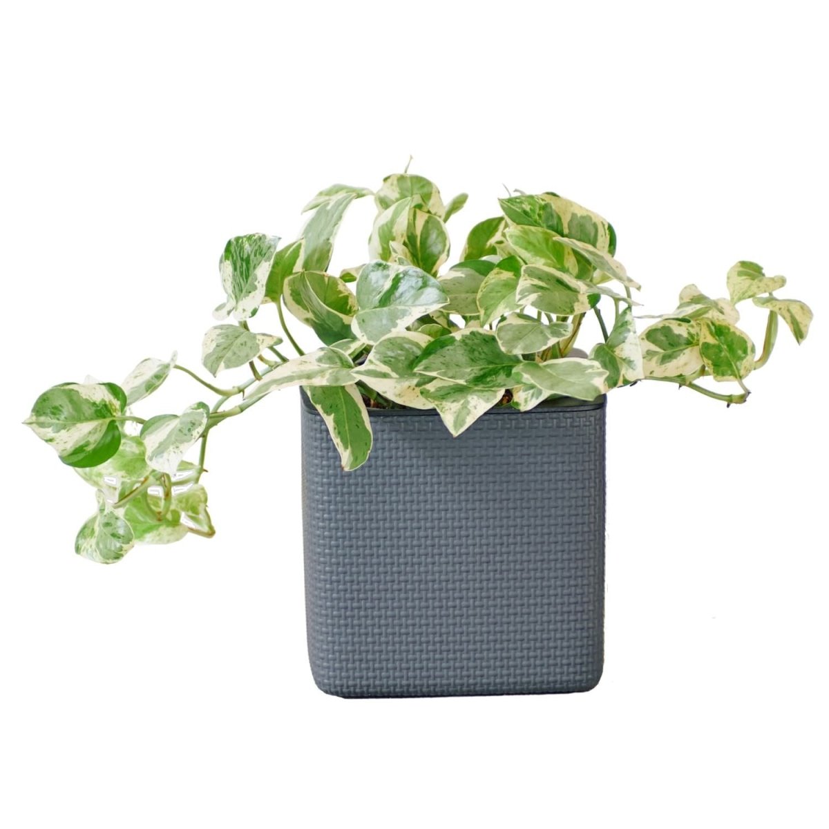 Pothos Pearls And Jade Placed In Lechuza Cube 16 Planter - Slate - My City Plants