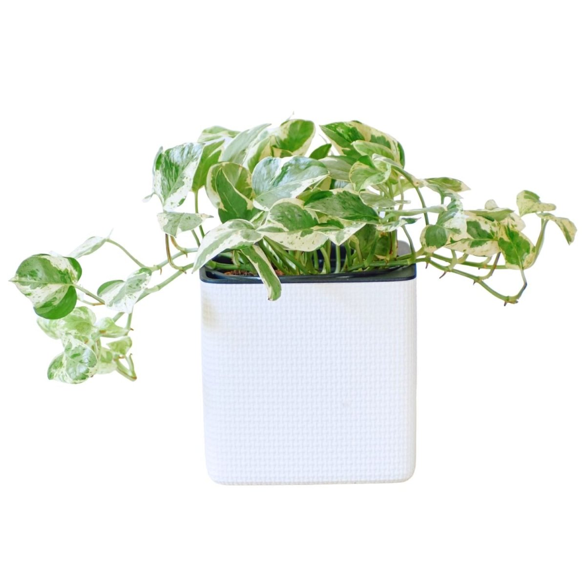 Pothos Pearls And Jade Placed In Lechuza Cube 16 Planter - White - My City Plants