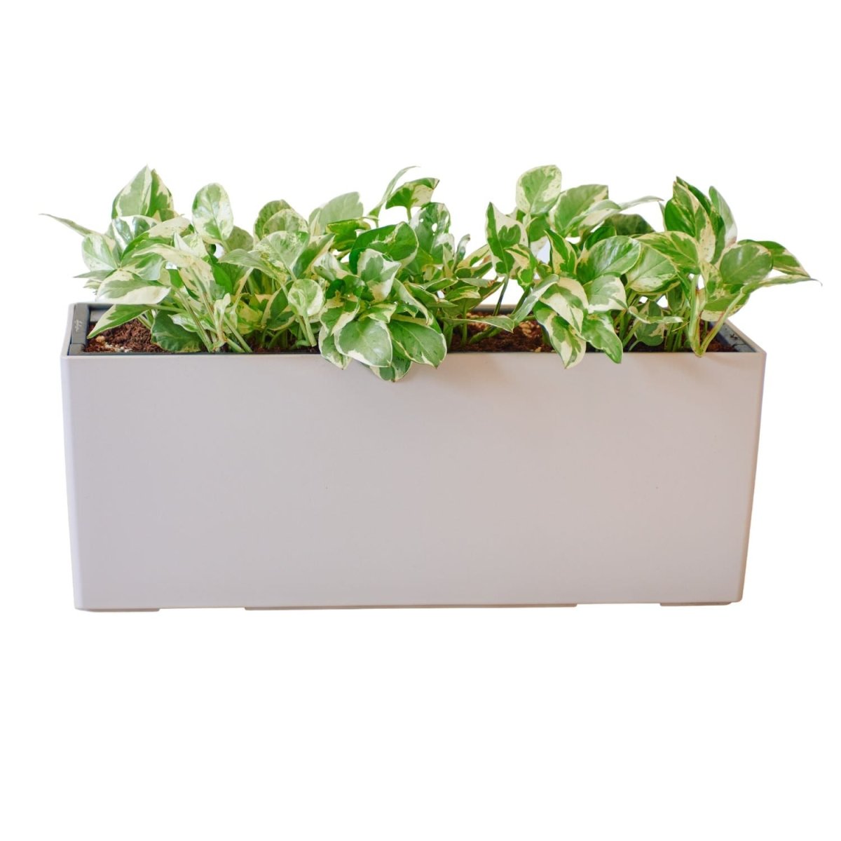 Pothos Pearls And Jade Potted In Lechuza Balconera Planter - Sand Brown - My City Plants
