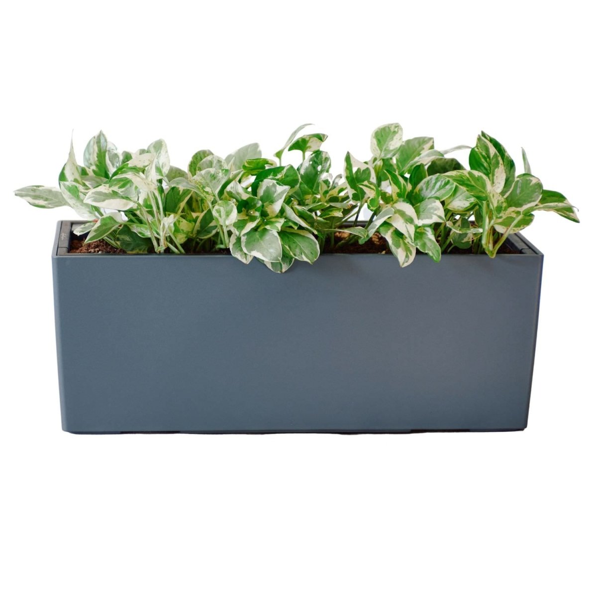 Pothos Pearls And Jade Potted In Lechuza Balconera Planter - Slate - My City Plants