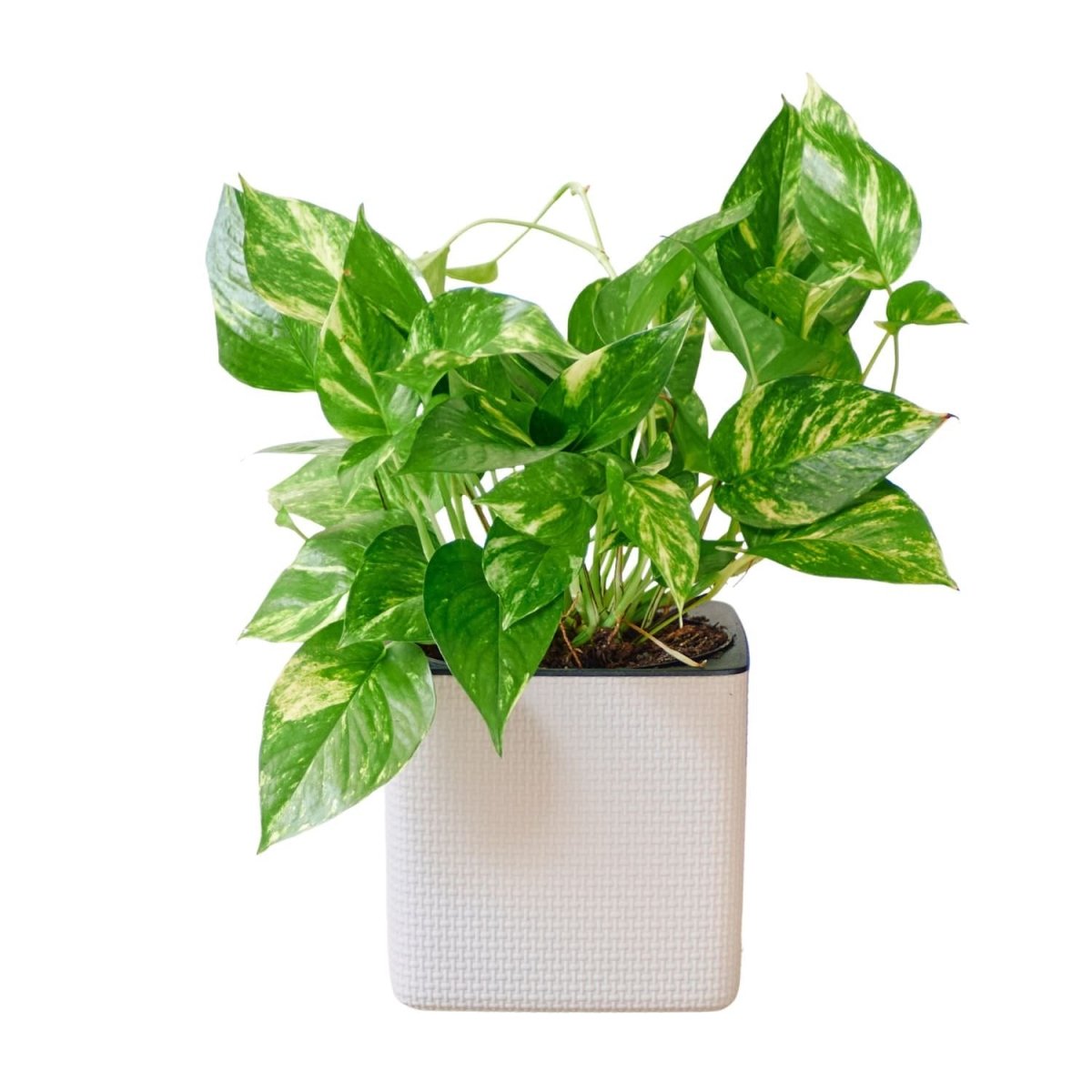 Pothos Placed In Lechuza Cube 16 Planter - Sand Brown - My City Plants