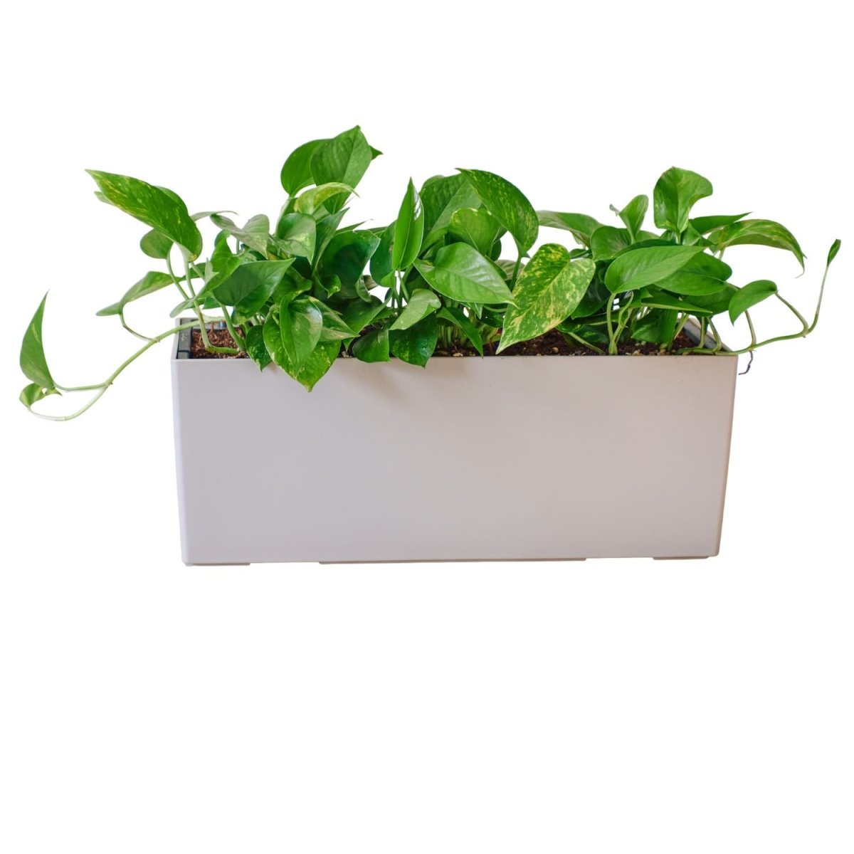 Pothos Potted In Lechuza Balconera Planter - Sand Brown - My City Plants
