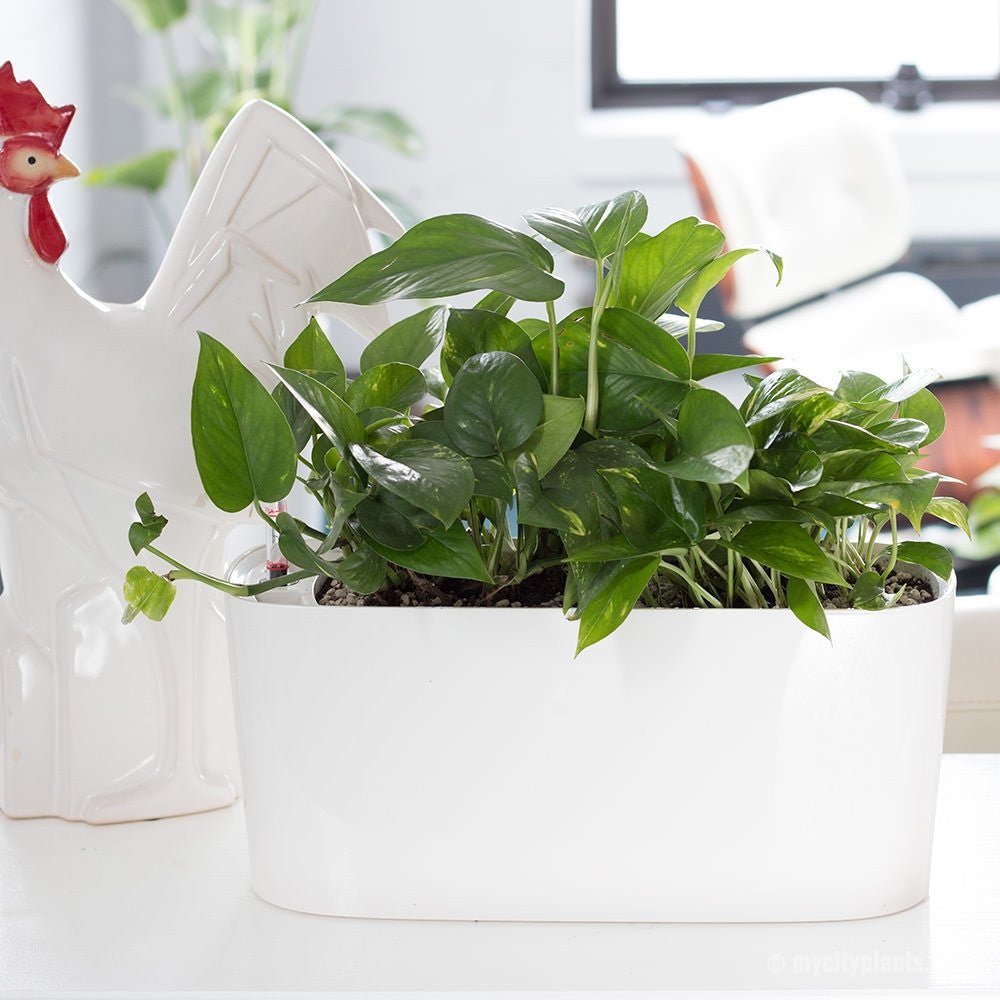 Pothos Potted In Lechuza Windowsill Planter - White - My City Plants