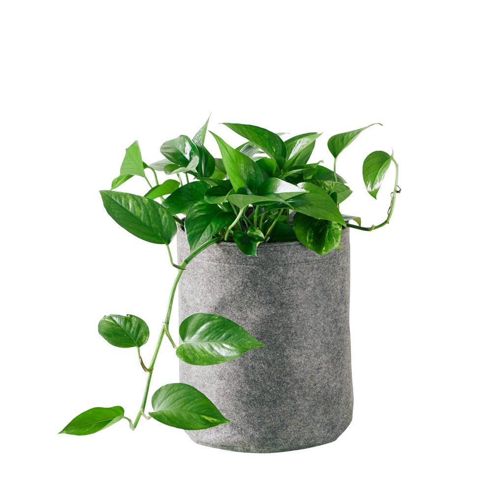 Pothos Trendcover 23 - Dark Gray - My City Plants