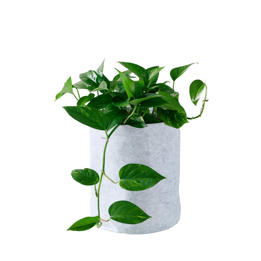 Pothos Trendcover 23 - Light Gray - My City Plants